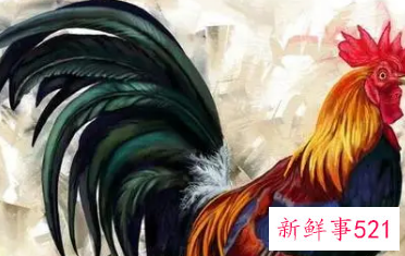 1981年属鸡人永远最旺的数字