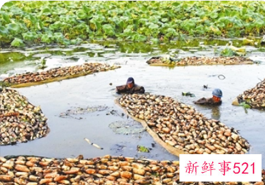 梦见挖莲藕是什么意思