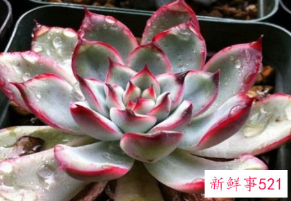 花月夜的家庭养殖方法和注意事项