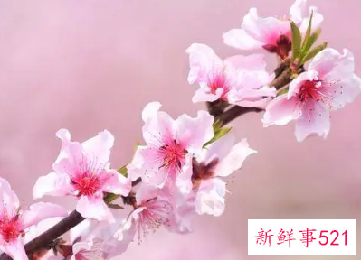 梦见很漂亮的桃花