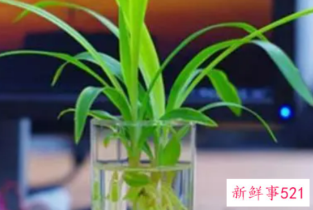 吊兰用什么繁殖后代