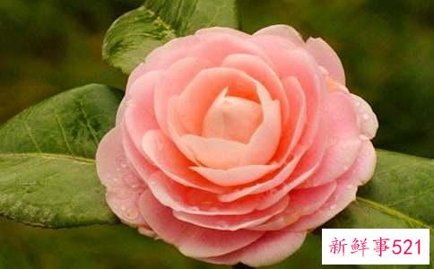 茶花要怎么养殖