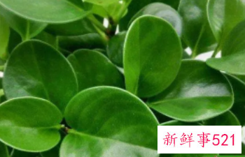 青叶碧玉怎么养护