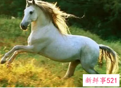 属马人今年戴什么吉祥物好