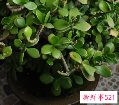 客厅养什么花好旺财,在山东