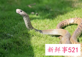 蛇和猴为什么相克又相合