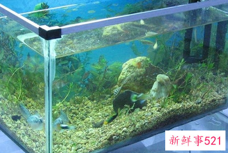 养鱼鱼缸的风水选择