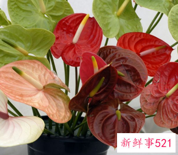 家里养红掌的禁忌