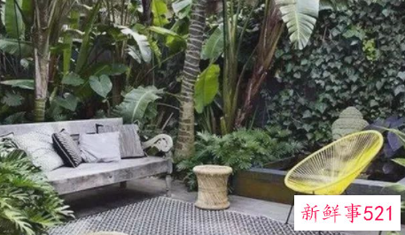 怎样绿化家里的庭院