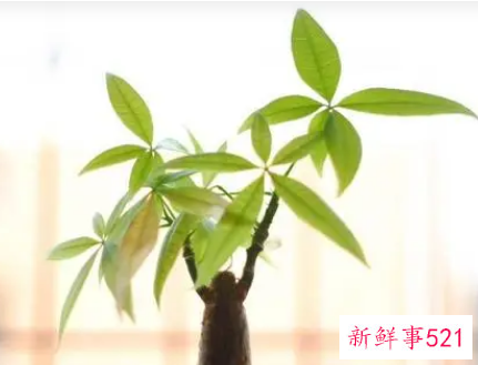 生肖龙适合养什么植物好