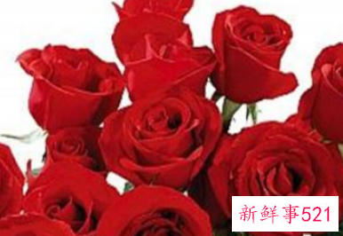 红玫瑰代表什么意思
