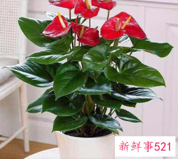 客厅养什么花好旺财,在山东