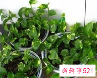 误食绿萝叶子会中毒吗