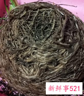 绿萝怎么养才能爆盆