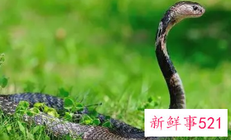 男人梦见蛇在身体里面是什么意思