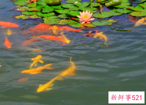 梦见鱼在河里游是什么寓意