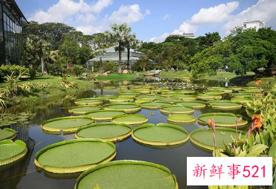 华南国家植物园揭牌成立,物种保育2万种以上