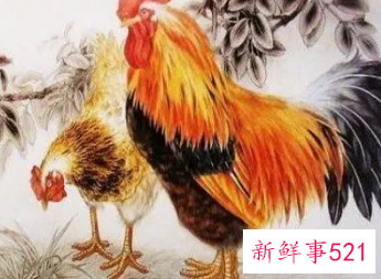 1981年属鸡人永远最旺的数字