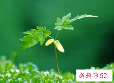 绿色代表什么寓意