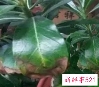 沙漠玫瑰叶子黄了还能反绿吗