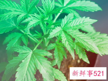 产妇艾叶煮水喝有什么功效