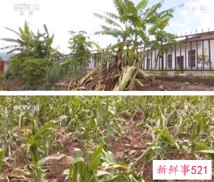 云南北移象群里的小象打架