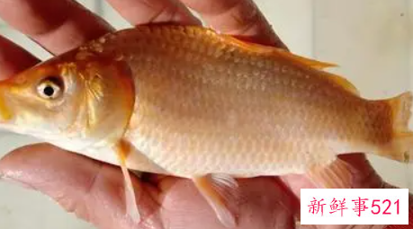 孕妇梦见捉到鱼是什么意思