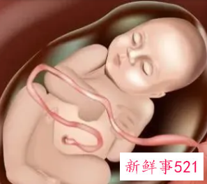 孕37周到38周胎儿最多长多少