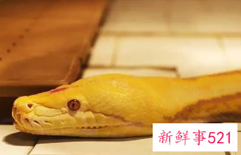 梦到蛇很害怕但是没有伤害我周公解梦