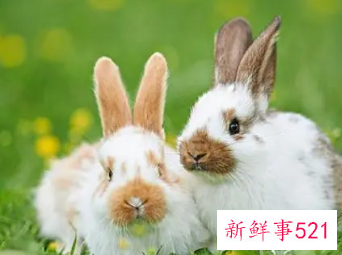 属兔人倒霉的年份