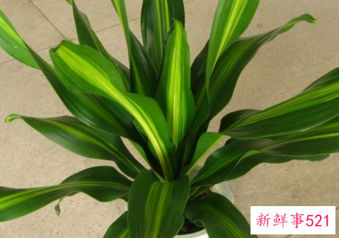 也门铁叶子发黄怎么办