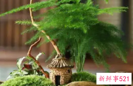 文竹发黄的原因