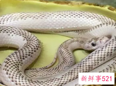 孕妇梦见大蟒蛇在水里是什么意思