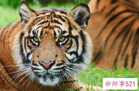 最善良的生肖女