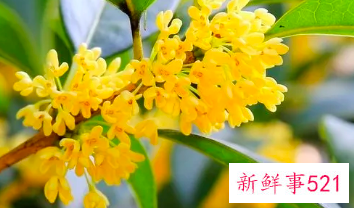 桂花蜜的功效与作用