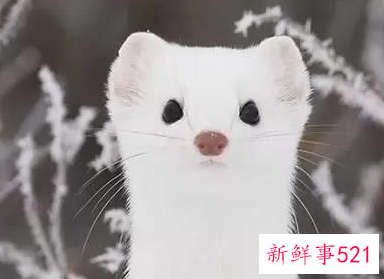 什么宠物适合上班族养男生