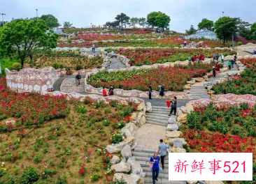 华南国家植物园揭牌成立,物种保育2万种以上