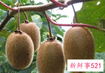 保湿补水的水果有哪些