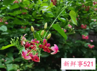 象征身体健康的花