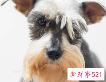 什么宠物适合上班族养男生