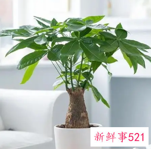 生肖龙适合养什么植物好
