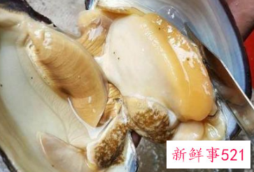 河蚌能不能吃