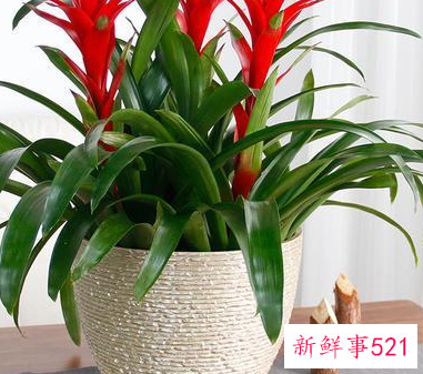 客厅养什么花好旺财,在山东