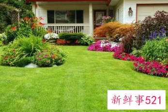 怎样绿化家里的庭院