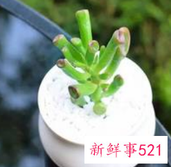 招财又好养的植物有哪些