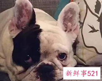 法斗犬和八哥的区别