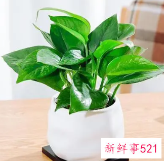 家里为什么不能放绿萝放一物越放越破财