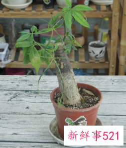 富贵树锯断了会发芽么