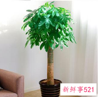 客厅养什么花好旺财,在山东