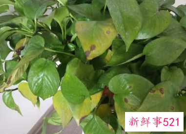 绿萝怎么养才能爆盆